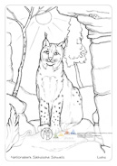 Die Postkarte zum Ausmalen; Postkarte Luchs. Beliebtes Motiv, das
Spielraum für flächige
als auch detaillierte
Gestaltung bietet. Der
Luchs ist Wahrzeichen
und Wappentier des Nationalparks
Sächsische
Schweiz und z. B. an der
Bergstation des Aufzugs
in Bad Schandau im
Tiergehege zu sehen.
