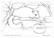 Die Postkarte zum Ausmalen; Postkarte Siebenschläfer. Der Siebenschläfer ist ein seltener,
scheuer Bewohner des Felsengebirges.
Das Motiv ist durch die großen Flächen
besonders für die jüngeren, wenig erfahrenen
Zeichner geeignet.