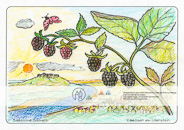 Die Postkarte zum Ausmalen; Postkarte Elbbogen am Lilienstein. Nicht nur Fels und Wald gibt es zu beobachten.
Was wächst am Wegrand, was
krabbelt und fliegt umher? Sind die Beeren
schon so reif, dass man sie essen kann?
Welche Farbe haben sie dann? Und was
gibt es auf der Elbe zu sehen?